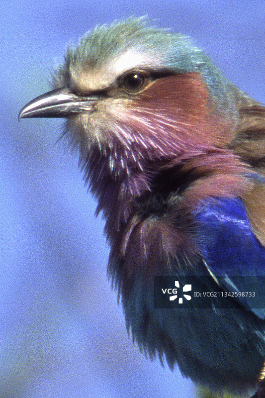 丁香胸鹟特写图片素材