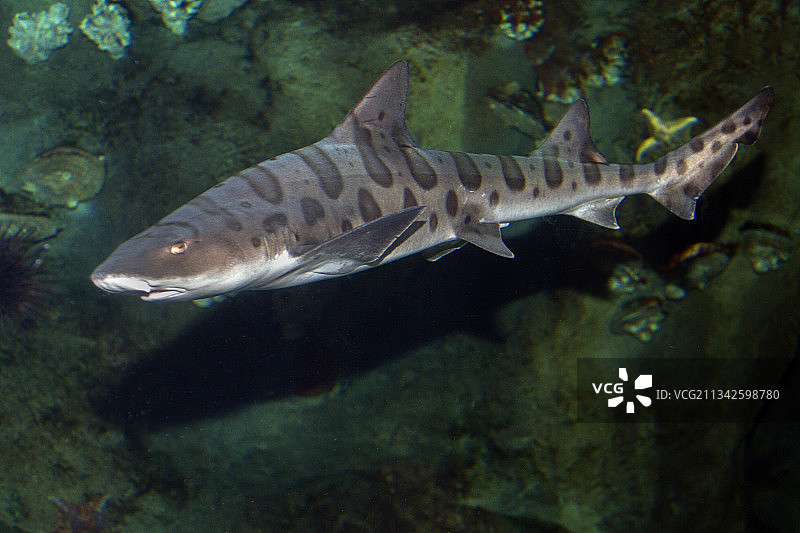 豹纹鲨图片素材