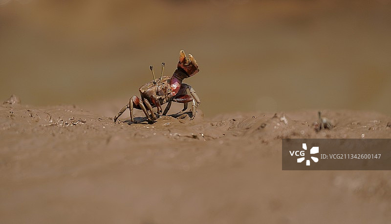海滩上的小螃蟹图片素材