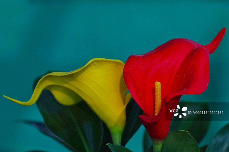 红黄马蹄莲图片素材