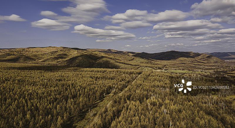 落叶松林图片素材