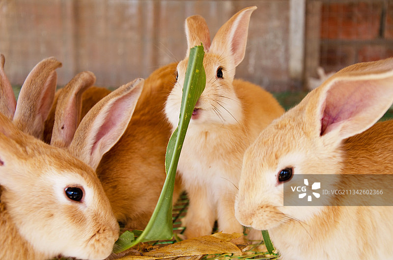 吃草的小兔子图片素材