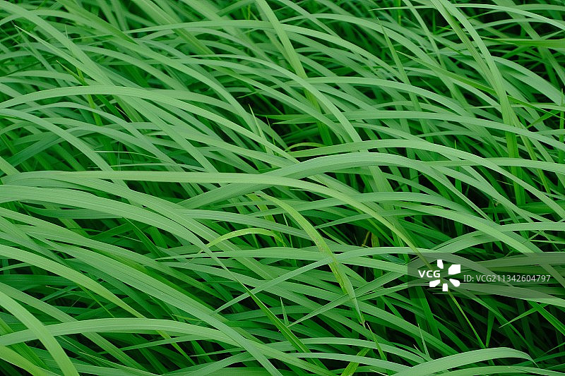 新鲜 清新 草图片素材