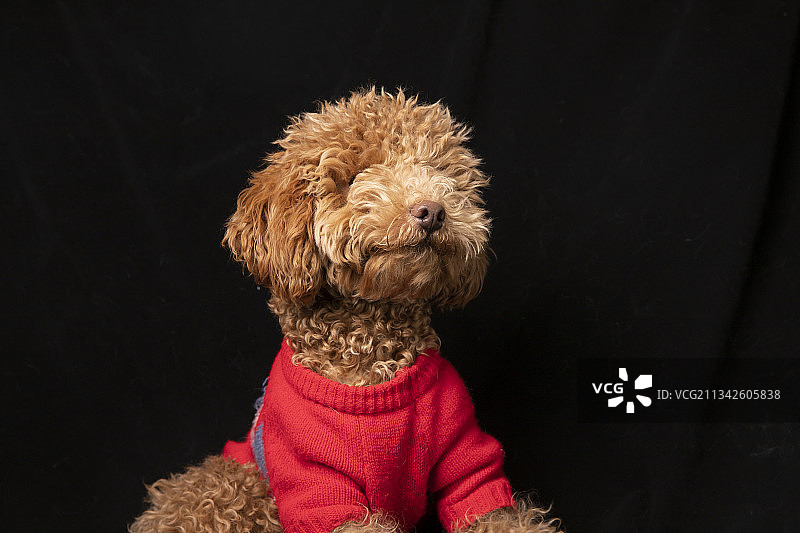 一只可爱的泰迪狗狗图片素材