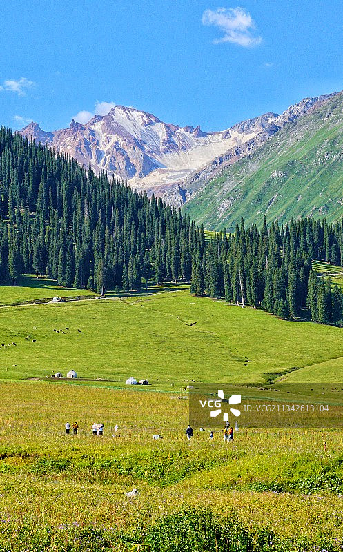 拍摄于新疆那拉提大草原，新疆高山云杉、毡房、雪山，一副美丽的图片素材