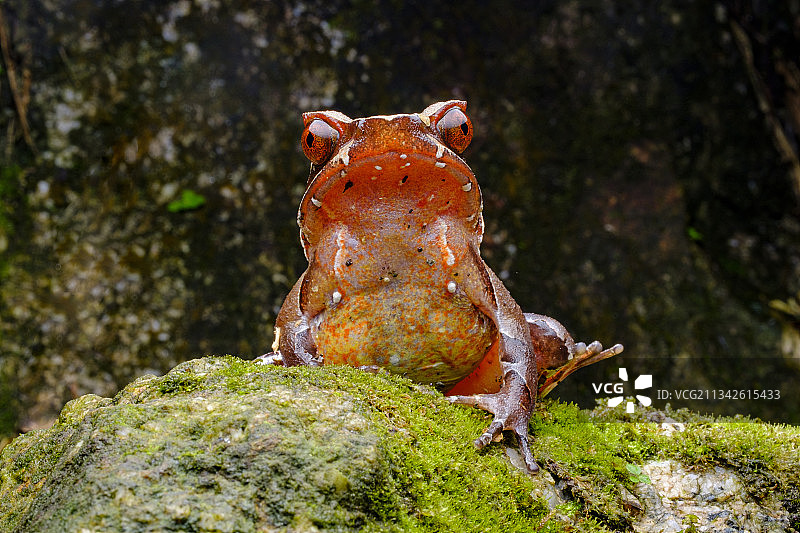 莽山角蟾图片素材