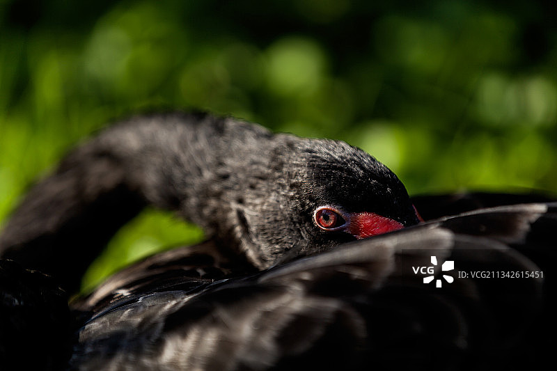 《黑天鹅》图片素材