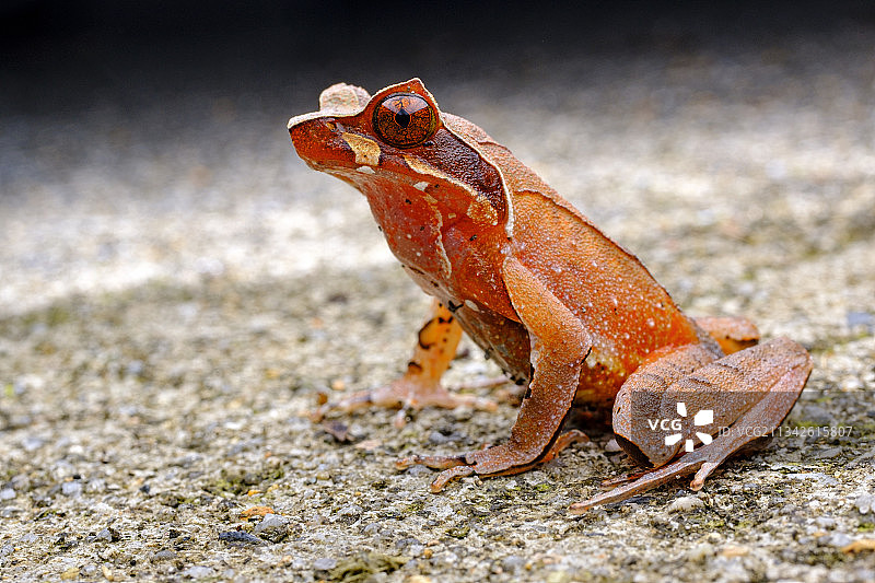 莽山角蟾图片素材