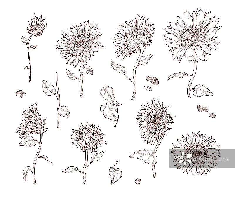单色向日葵素描图片素材