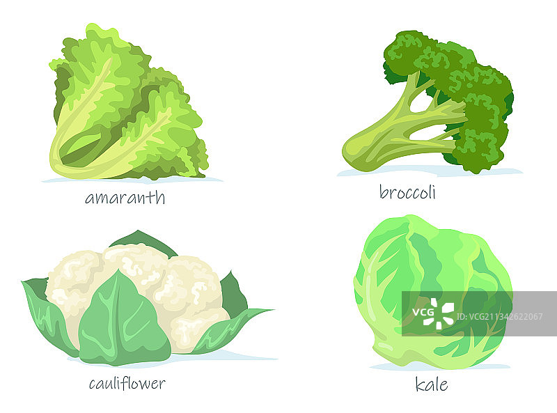 各种卷心菜扁平图片合集图片素材