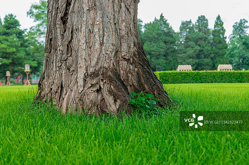 北京先农坛侧柏草坪图片素材
