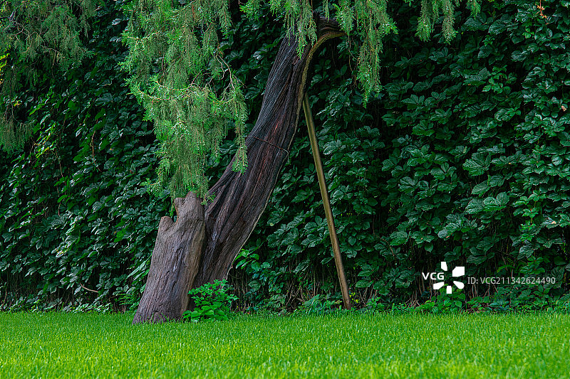 北京先农坛侧柏草坪图片素材