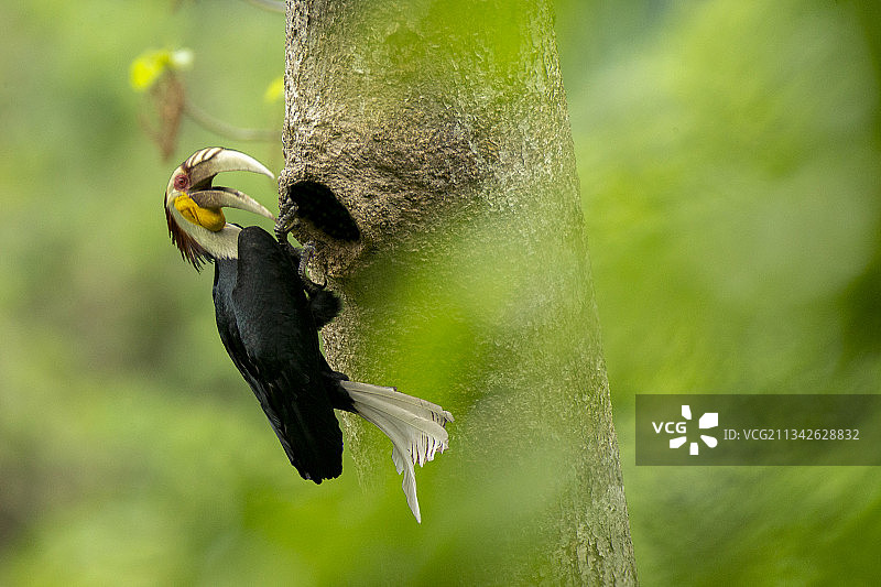花冠皱盔犀鸟的兴奋图片素材