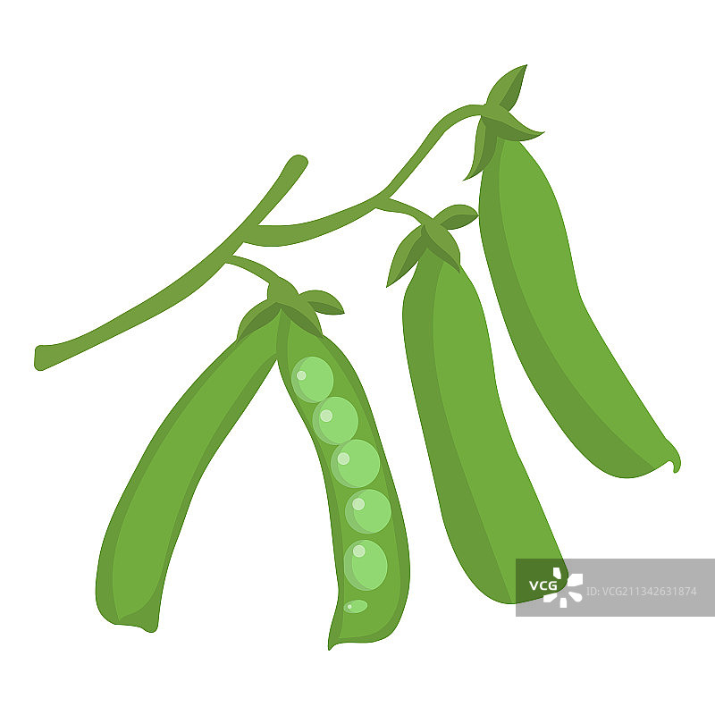 白色背景上的绿豌豆荚图片素材