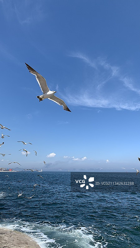 海鸥的自由飞翔图片素材