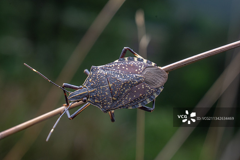 聊赠一只蝽图片素材