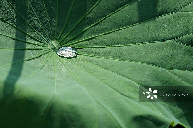 荷叶上雨滴的特写镜头图片素材