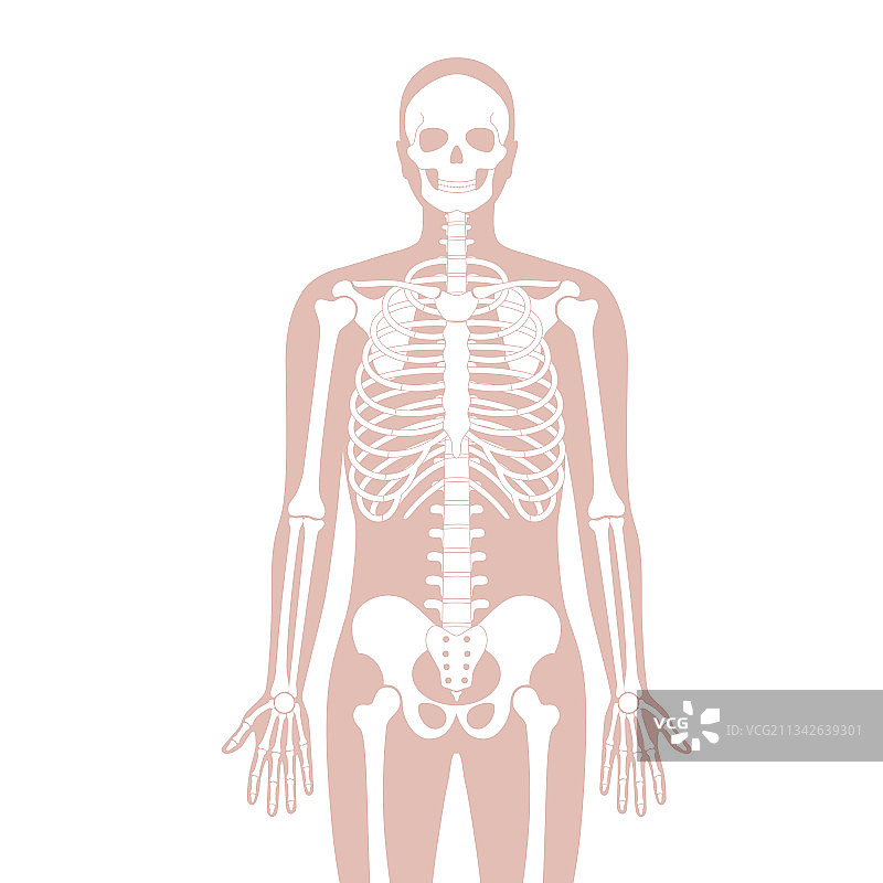 肌肉系统手臂图片素材