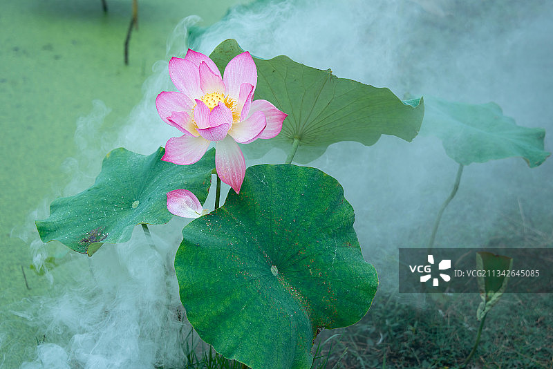 荷花仙子图片素材