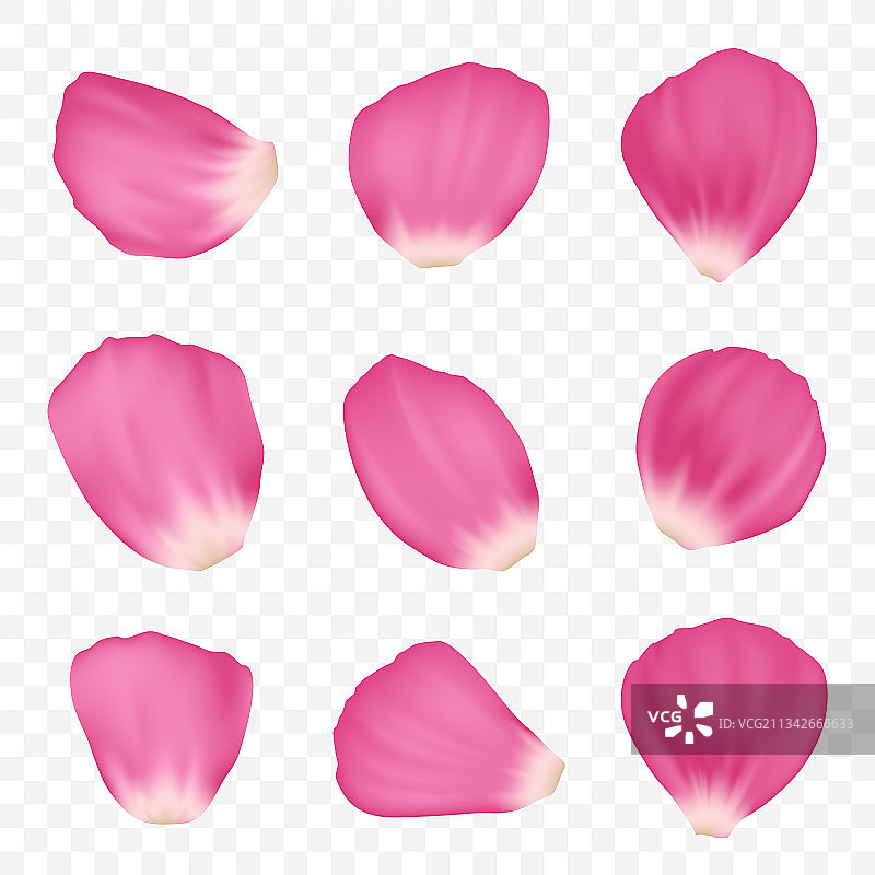 粉色玫瑰花瓣模板图片素材