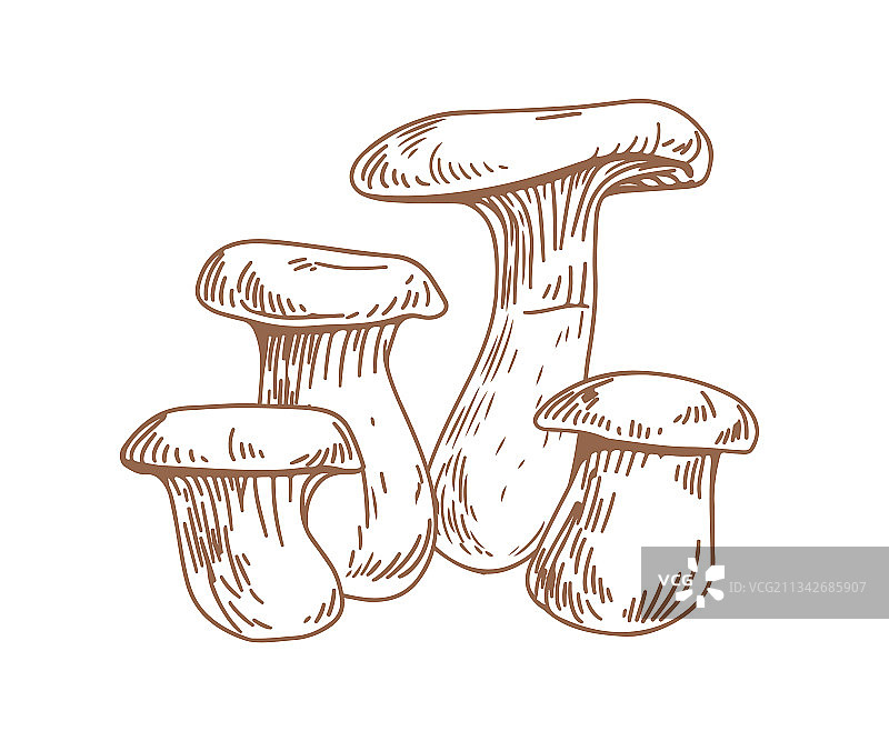 手绘杏鲍菇轮廓图片素材