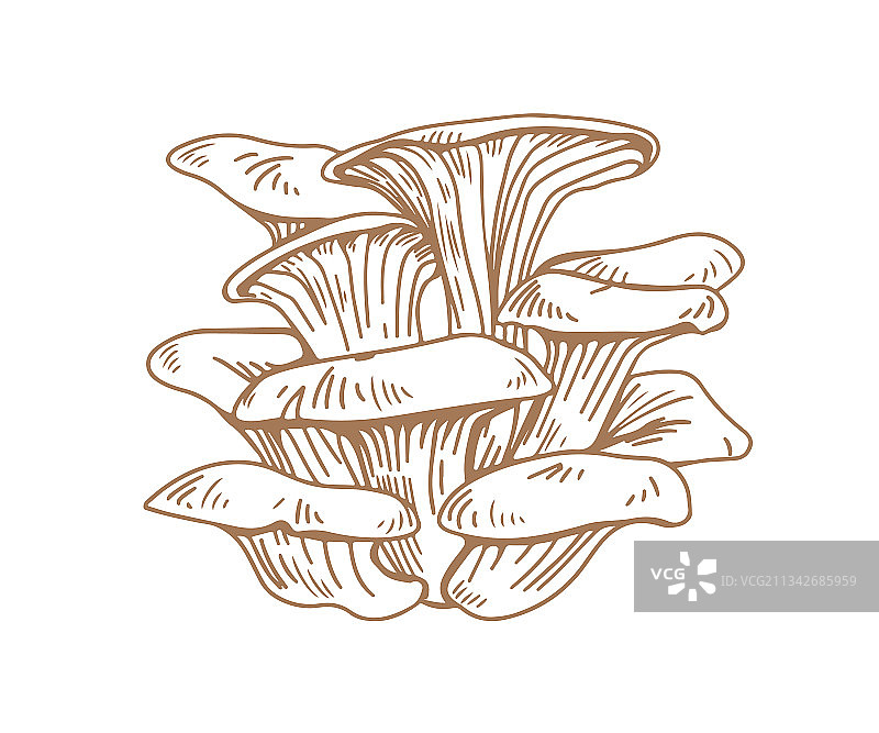 成簇的牡蛎蘑菇或真菌轮廓图片素材