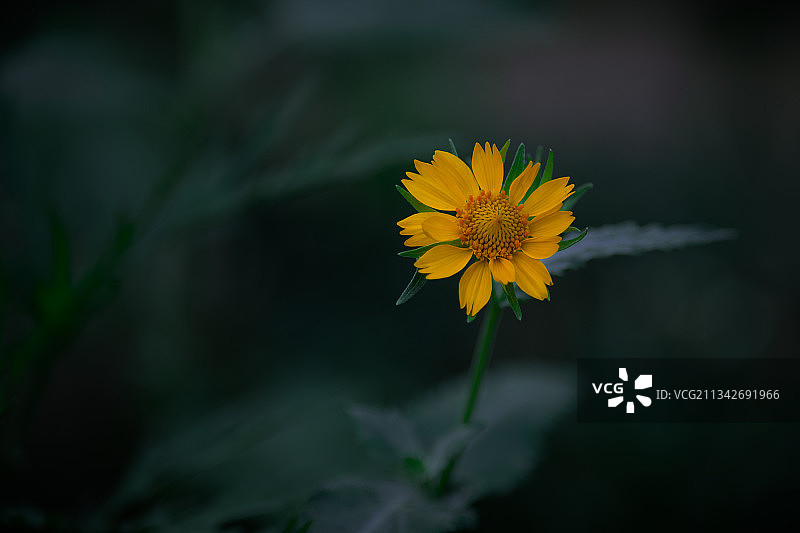 印度哈里亚纳邦古鲁格拉姆的黄色植物特写图片素材