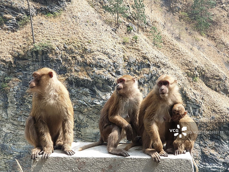 不丹坐在岩石上的猴子俯视图图片素材