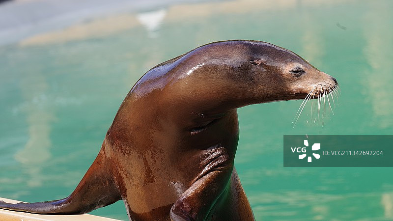 海豹在海中游泳的特写图片素材