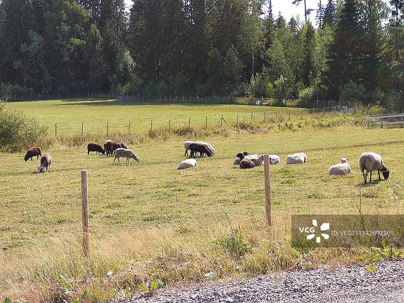 草地上吃草的绵羊（高角度拍摄）图片素材