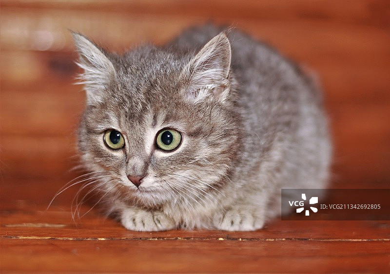俄罗斯硬木地板上的猫特写图片素材