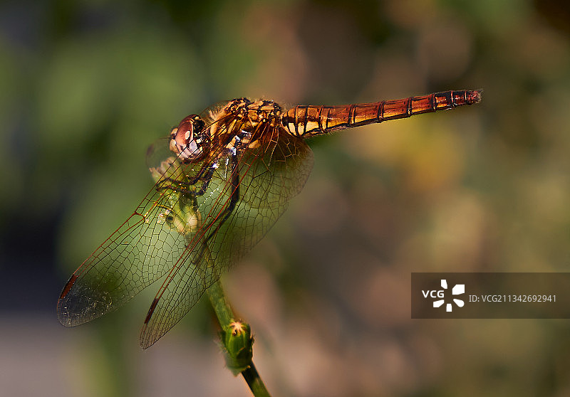 植物上蜻蜓的特写镜头图片素材