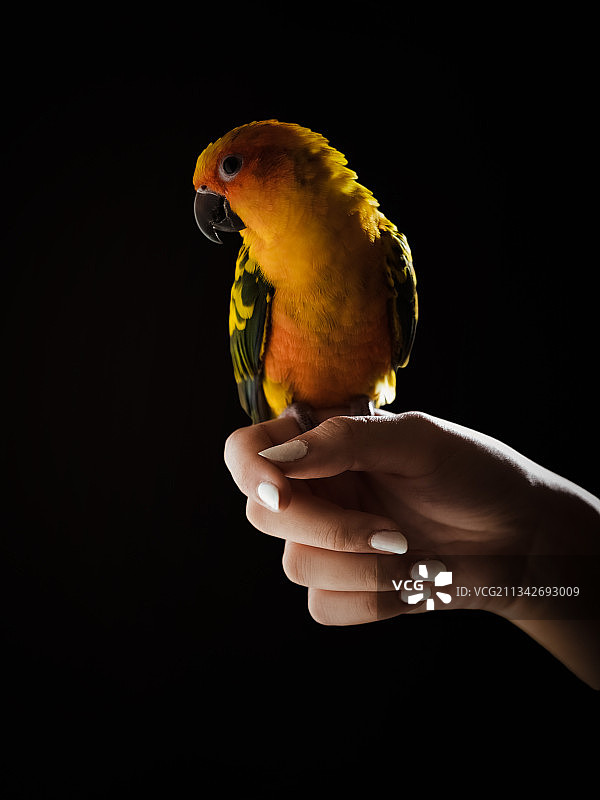 在沙特阿拉伯，手中拿着金刚鹦鹉的局部照片图片素材