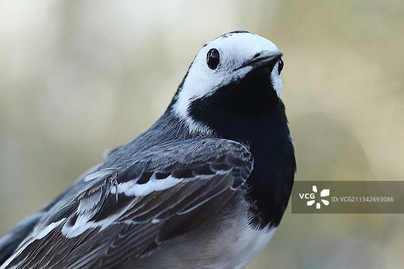 鸟类户外栖息特写，法尔斯特布，瑞典图片素材