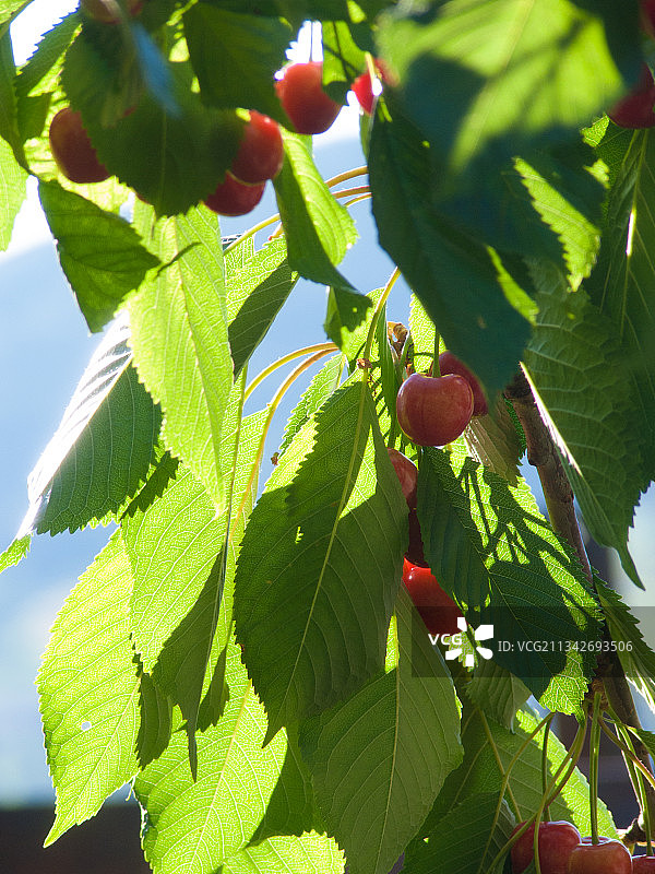 仰视镜头下的树上樱桃图片素材
