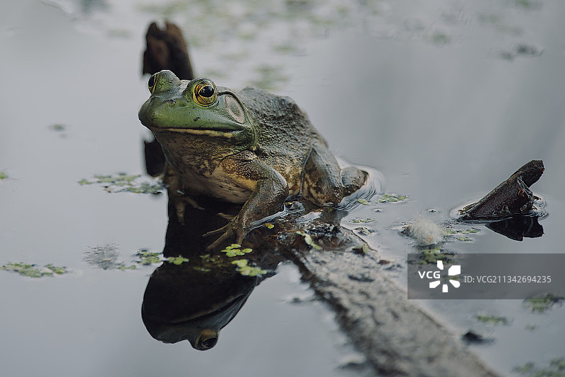 湖中青蛙特写，绍姆堡，伊利诺伊州，美国图片素材