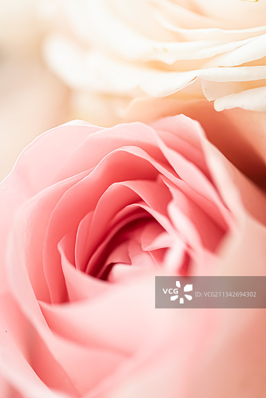 粉红玫瑰的特写图片素材