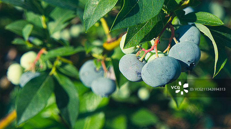 树上果实的特写镜头图片素材