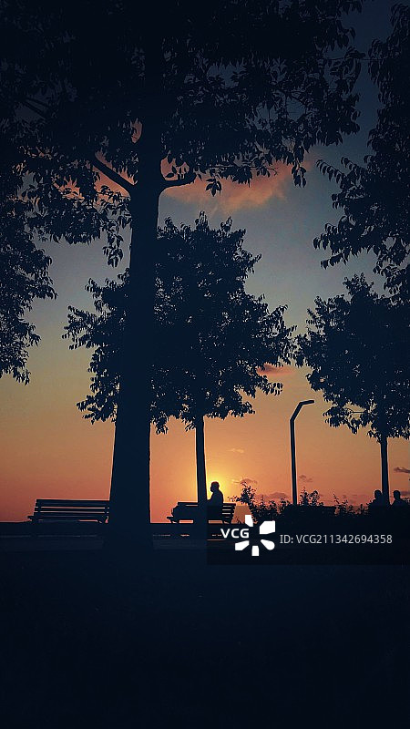 日落时树木在天空中的剪影图片素材