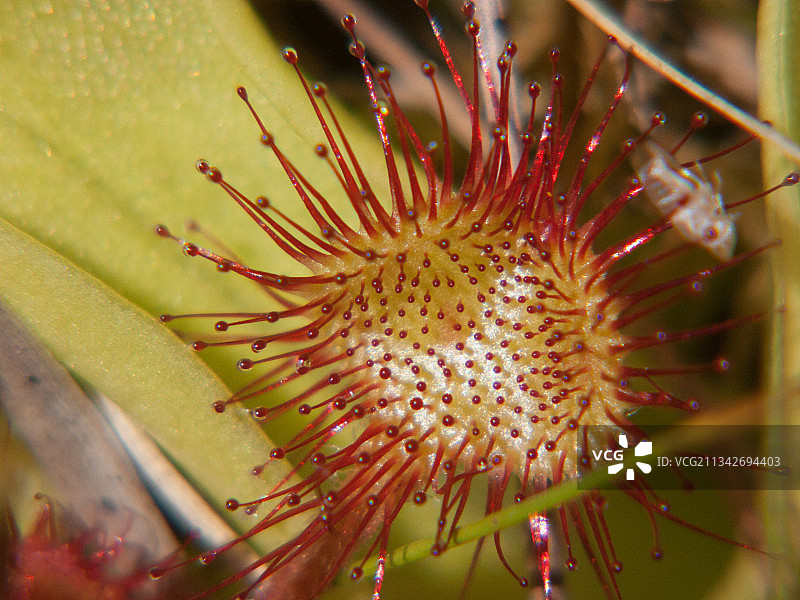 黄花特写图片素材