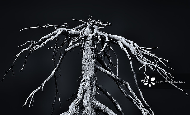 塞浦路斯黑色背景下的枯树特写图片素材