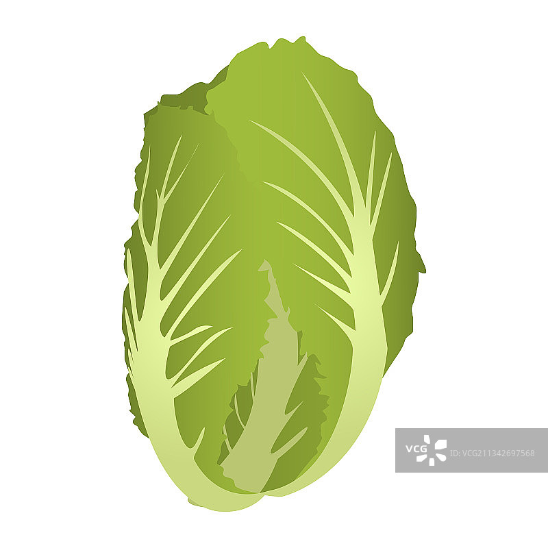 莙荙菜图片素材