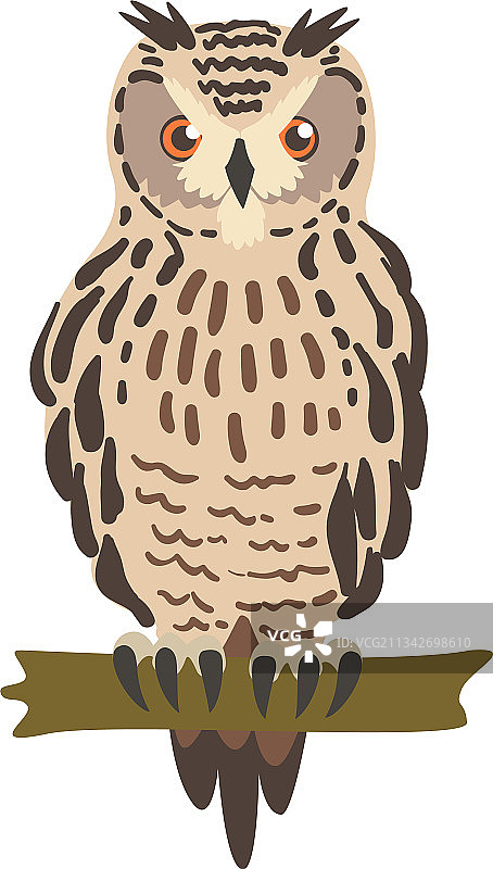 猫头鹰物种：夜行鸟类猛禽，似鹰图片素材
