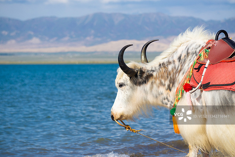 海湖边上小牦牛图片素材