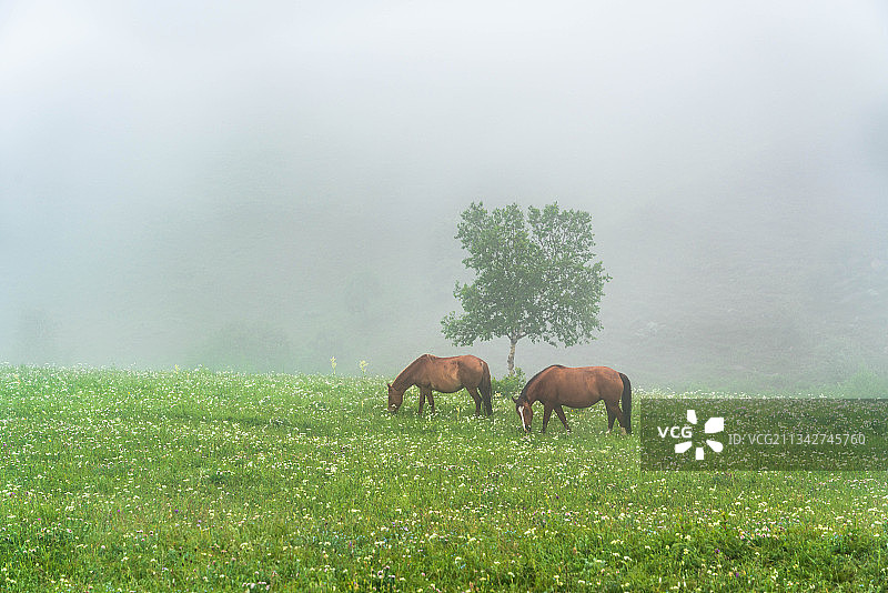 中国内蒙锡林郭勒盟多伦湖草原风景图片素材