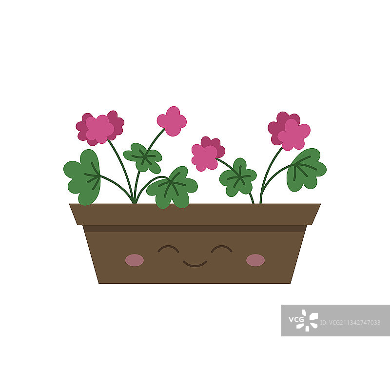 快乐的天竺葵花箱图片素材