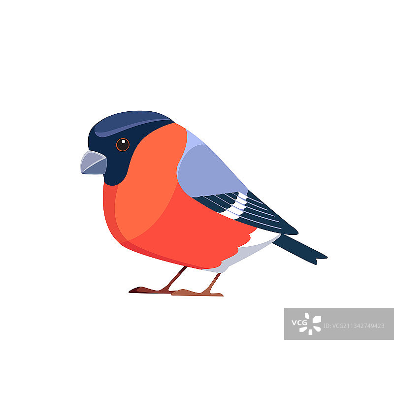 红腹灰雀是雀科中的小型雀形鸟图片素材