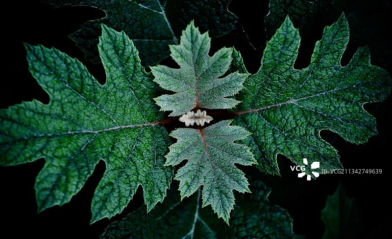 植物叶子的高角度视图图片素材