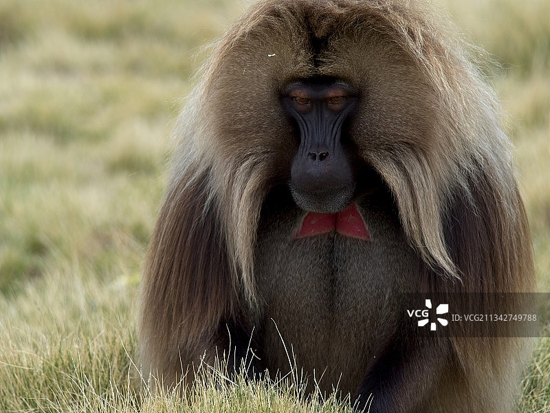 埃塞俄比亚塞米恩山脉的猴子特写图片素材