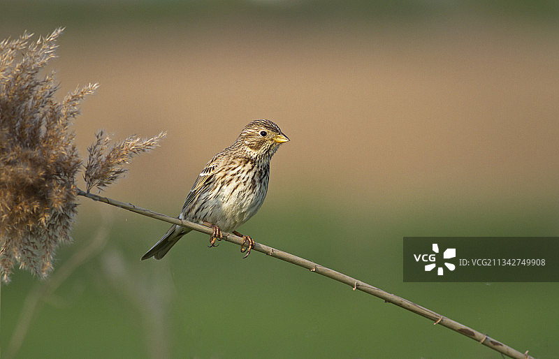 栖息在植物上的鸣禽雀类特写，罗马尼亚萨图马雷图片素材